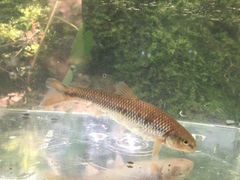 Nocomis leptocephalus