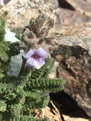Polemonium chartaceum