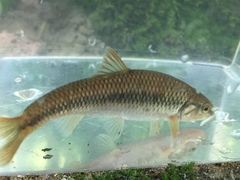 Nocomis leptocephalus