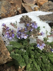 Polemonium chartaceum