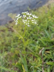 Ptilimnium capillaceum