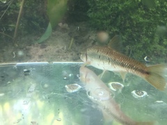 Nocomis leptocephalus