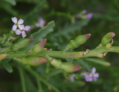 Cakile maritima maritima