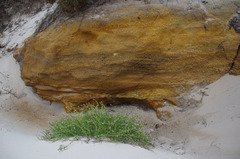 Cakile maritima maritima