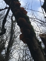 Auricularia auricula-judae