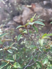 Croton pseudopulchellus