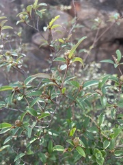 Croton pseudopulchellus
