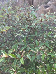 Croton pseudopulchellus