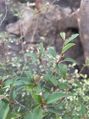 Croton pseudopulchellus