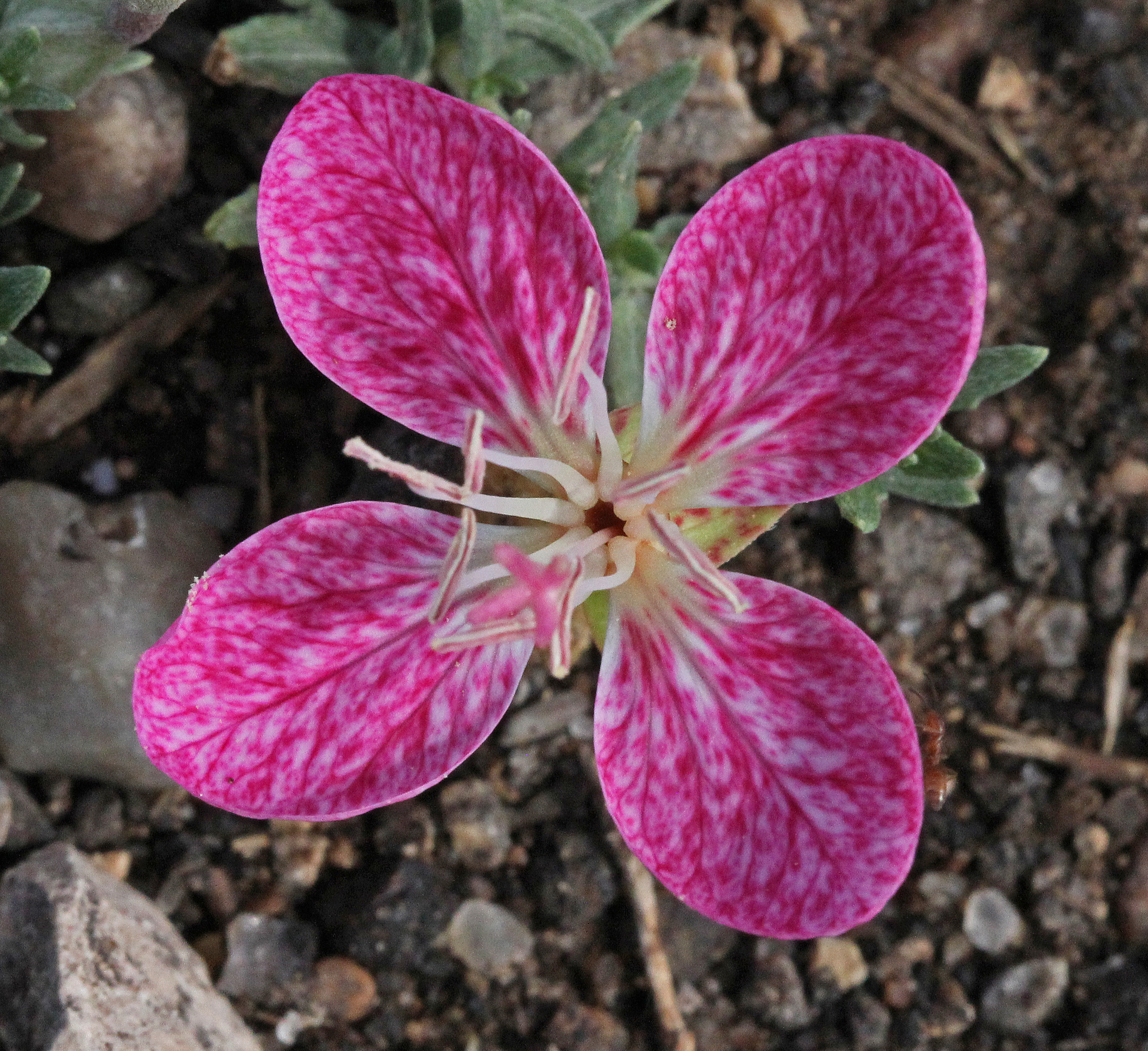 Oenothera canescens