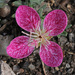 Spotted Evening Primrose - Photo (c) Jerry Oldenettel, some rights reserved (CC BY-NC-SA)