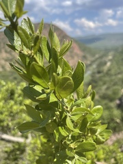 Combretum vendae glabratum