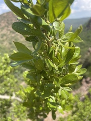 Combretum vendae glabratum