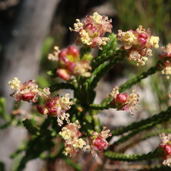 Passerina ericoides
