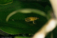 Scinax elaeochroa