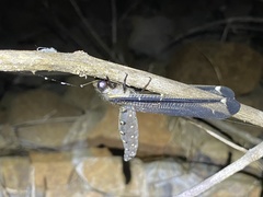 Stilbopteryx costalis