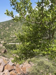 Combretum vendae glabratum