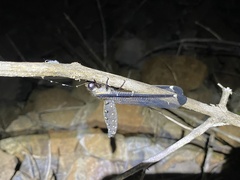 Stilbopteryx costalis