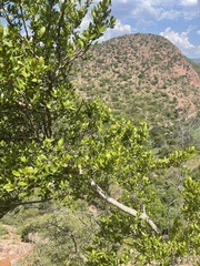 Combretum vendae glabratum