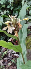 Hedychium flavescens