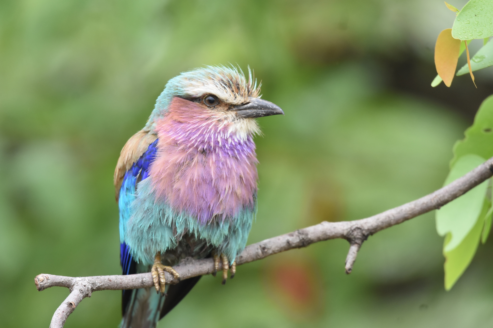 Lilac-breasted Roller illustration