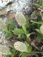 Salix petrophila