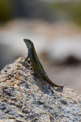 Liolaemus araucaniensis