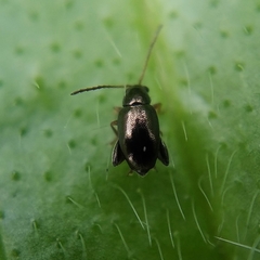 Longitarsus fuscoaeneus