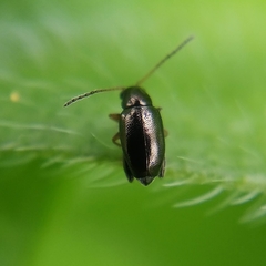 Longitarsus fuscoaeneus