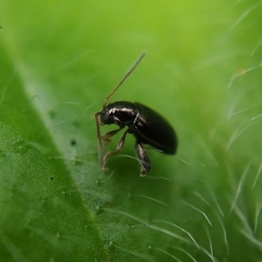 Longitarsus fuscoaeneus