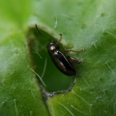 Longitarsus fuscoaeneus