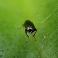 Longitarsus fuscoaeneus