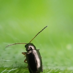 Longitarsus fuscoaeneus