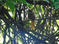 Thripophaga macroura