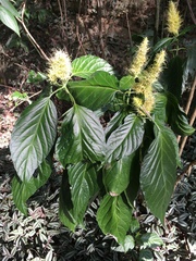 Schaueria calytricha