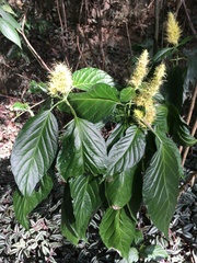 Schaueria calytricha