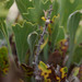 Synaphea reticulata - Photo (c) Russell Cumming, algunos derechos reservados (CC BY-NC), subido por Russell Cumming