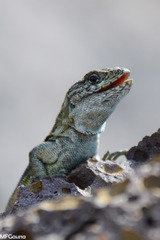 Liolaemus araucaniensis