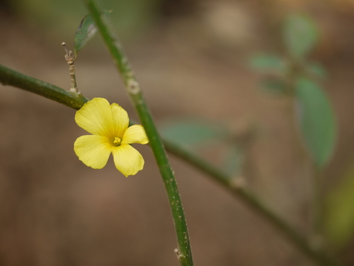 Reinwardtia indica (Reinwardtia indica)