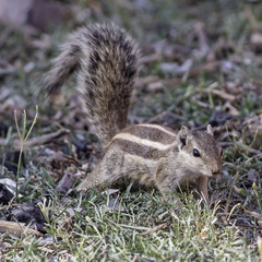 Funambulus pennantii