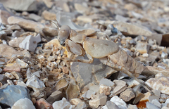 Eremiaphila brunneri