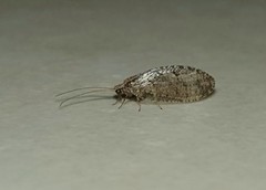 Hemerobius humulinus