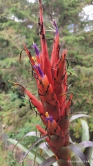 Tillandsia ponderosa