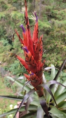 Tillandsia ponderosa