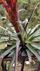 Tillandsia ponderosa