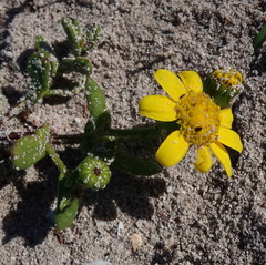 Senecio littoreus