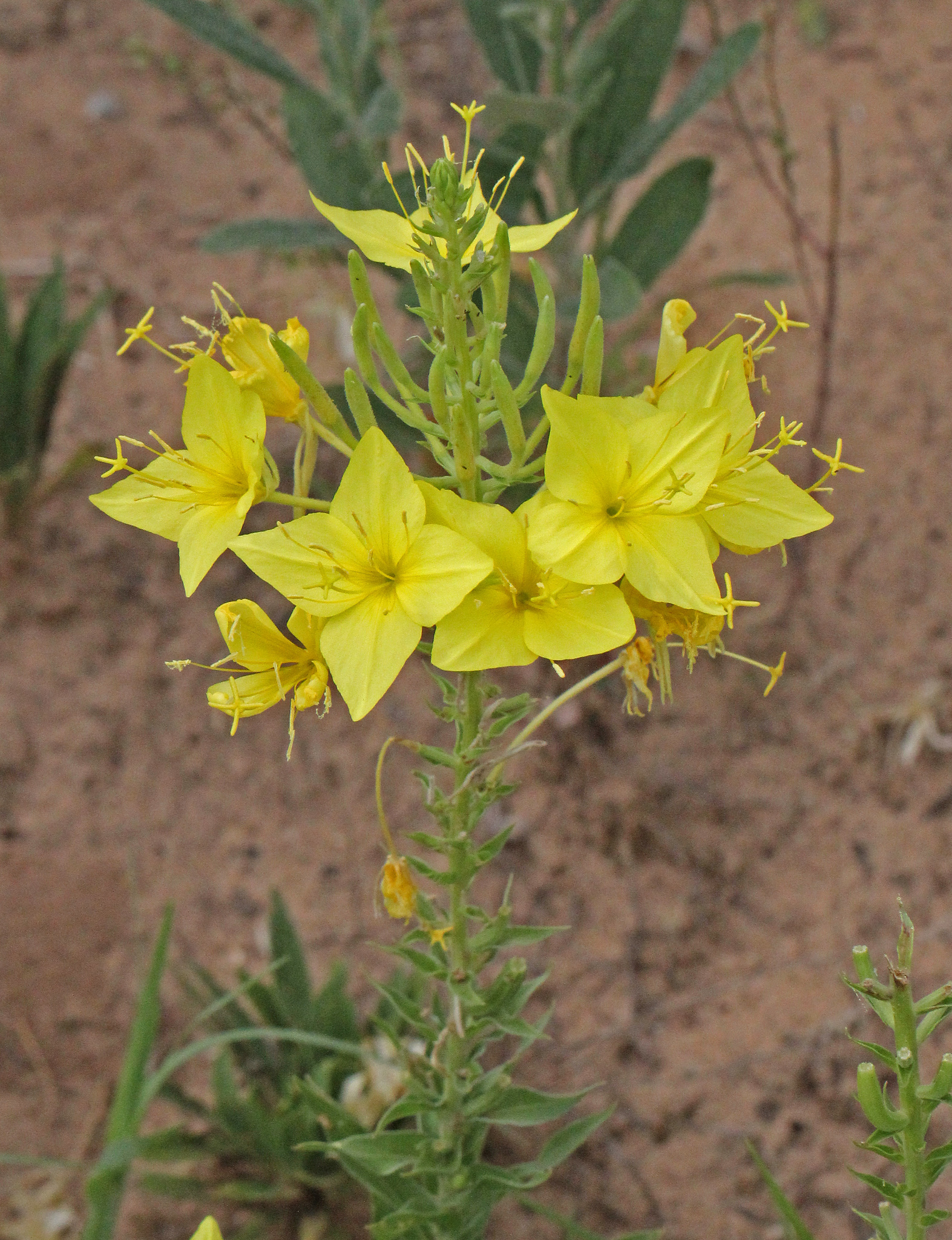 Oenothera rhombipetala