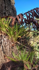 Tillandsia ponderosa