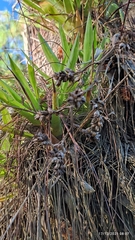 Tillandsia ponderosa