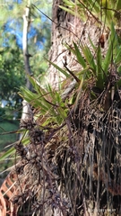Tillandsia ponderosa